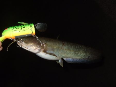 終盤戦のナマズ