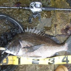 トップチヌはベイトと水深次第