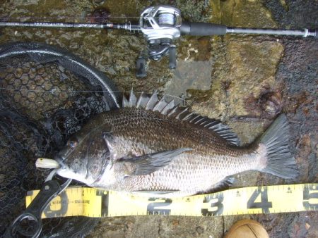 トップチヌはベイトと水深次第