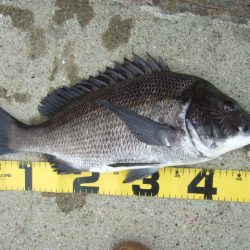 強風下でも出た