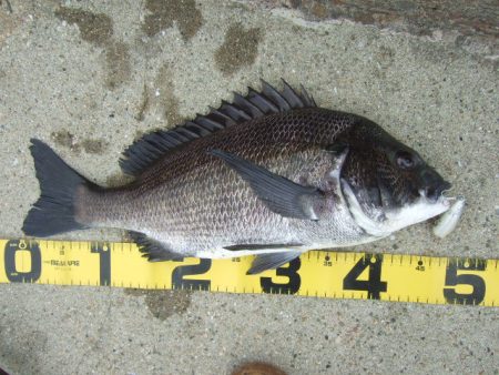 強風下でも出た