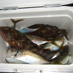 強風下のベイトアジングで中アジ