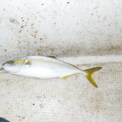 サワラキャスティング爆釣〜タツ建丸〜