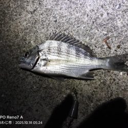 久しぶりの淡路島