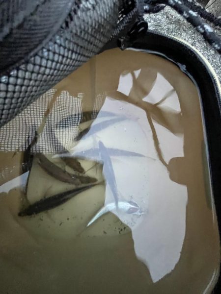 サビキの時期終了の使い現る