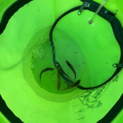 サビキ　冬の季節