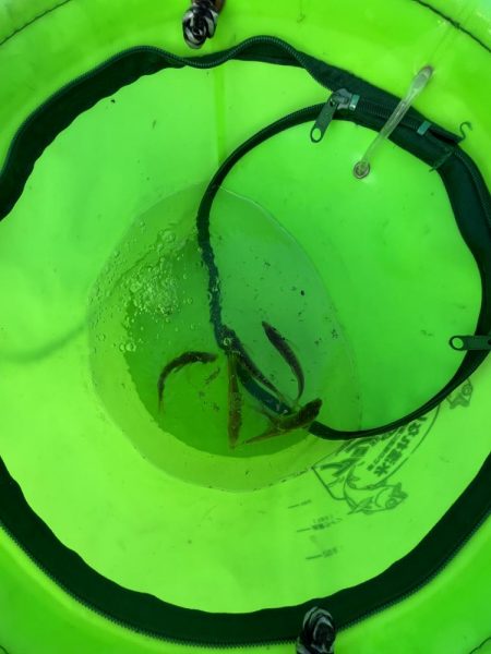 サビキ　冬の季節