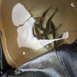 まだギリギリアジと遊ぶ