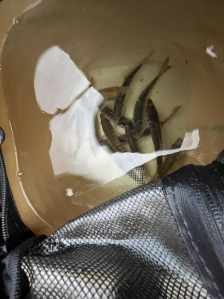 まだギリギリアジと遊ぶ