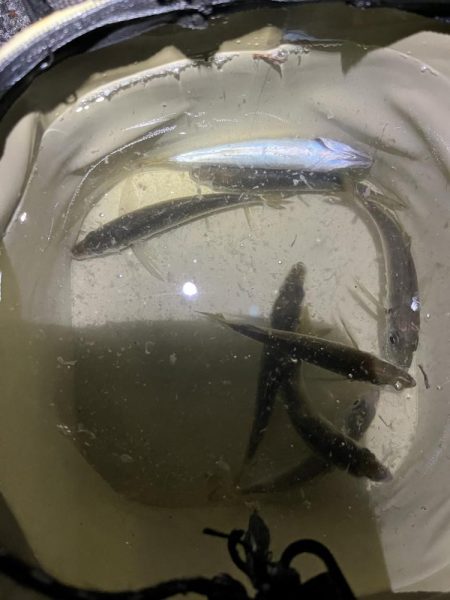 まだサビキはいけるはず‥