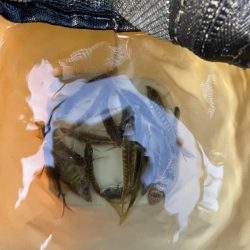 まサピキはは釣れそう？！