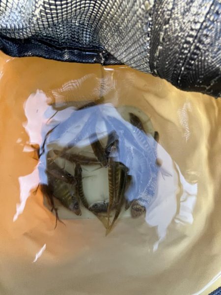 まサピキはは釣れそう？！