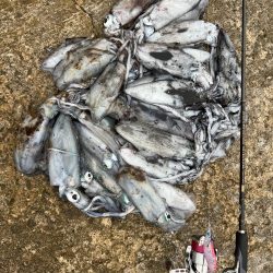 エギング 佐渡遠征④