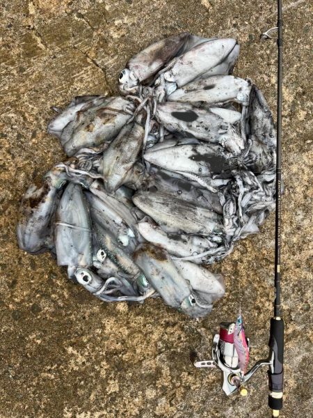 エギング 佐渡遠征④