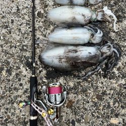 エギング 新潟市内ホーム釣行