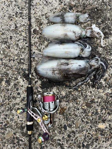 エギング 新潟市内ホーム釣行