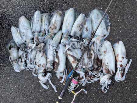 エギング　佐渡遠征⑤