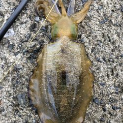 サイトエギング三昧