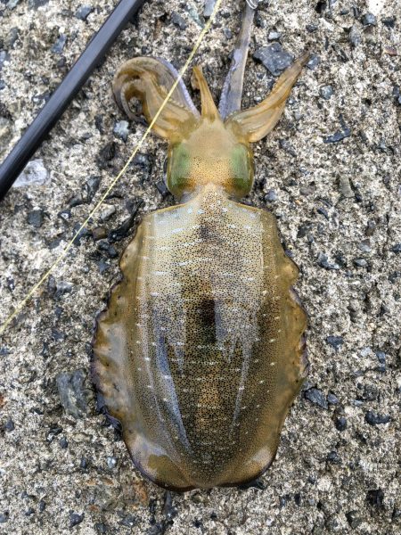 サイトエギング三昧