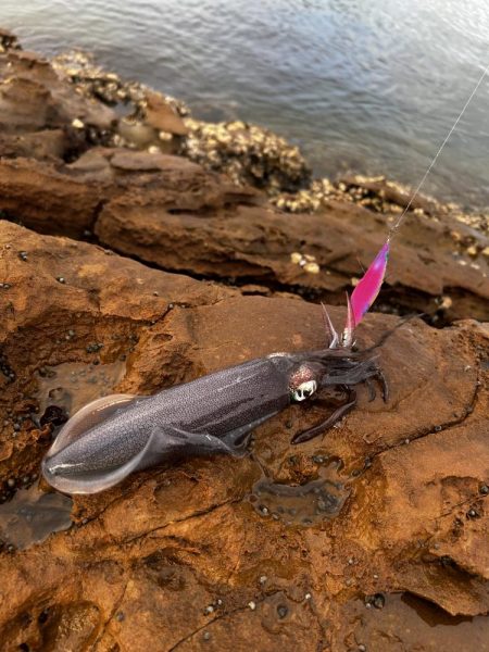 初めてのエギング