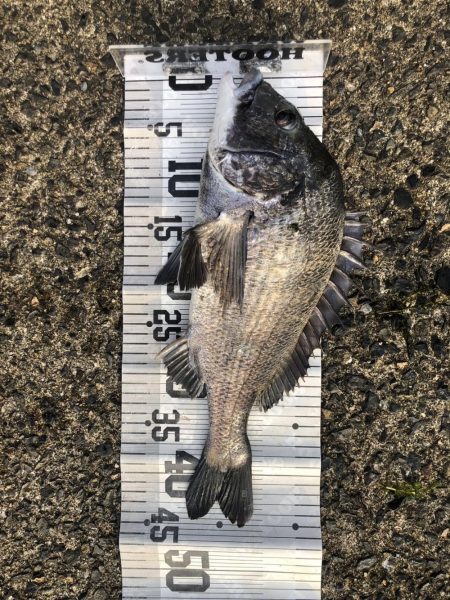 イチノ兄弟、釣果！