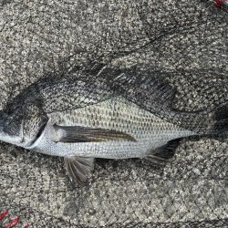 イチノ兄弟、釣果！