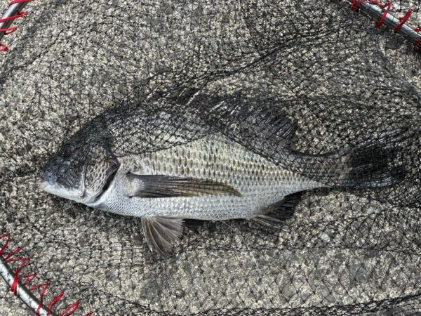 イチノ兄弟、釣果！