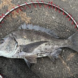 イチノ兄弟、釣果！