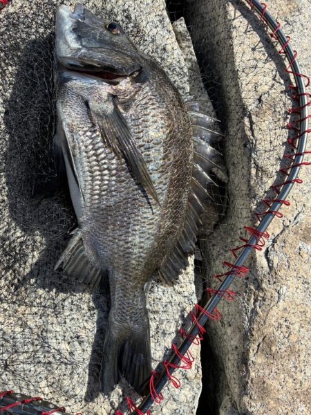 イチノ兄弟、釣果！