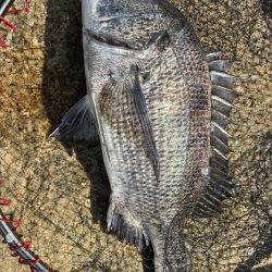 イチノ兄弟、釣果!