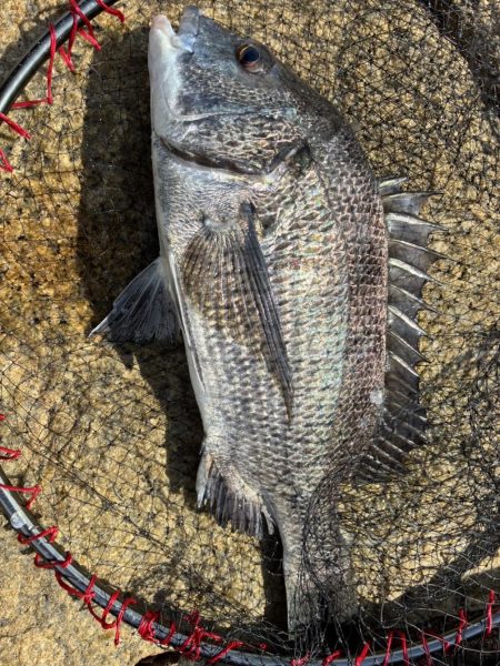 イチノ兄弟、釣果!