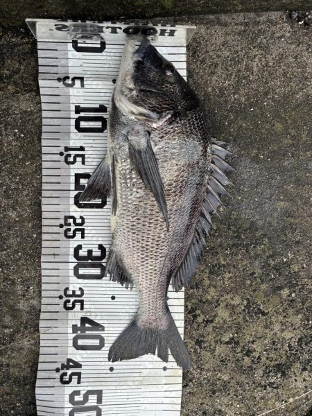 イチノ兄弟、釣果!