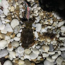 アオリイカ釣り