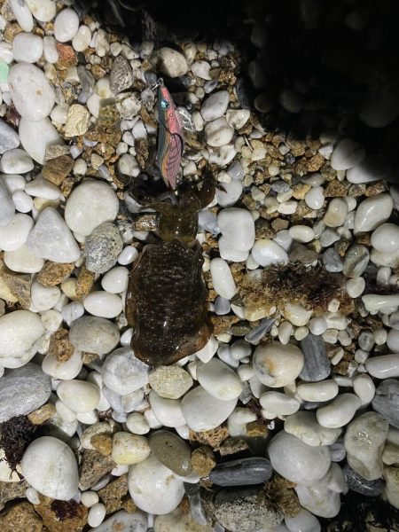 アオリイカ釣り