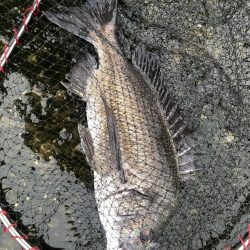 イチノ兄弟、釣果!