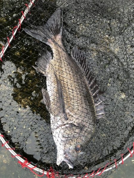 イチノ兄弟、釣果!