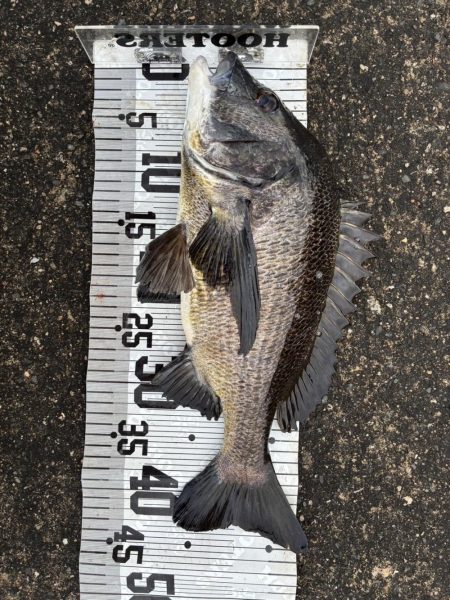 イチノ兄弟、釣果！