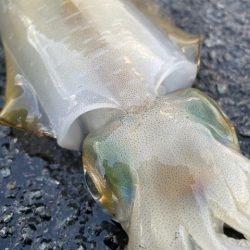 2025 佐渡ヶ島エギング Vol.21【9月30日】