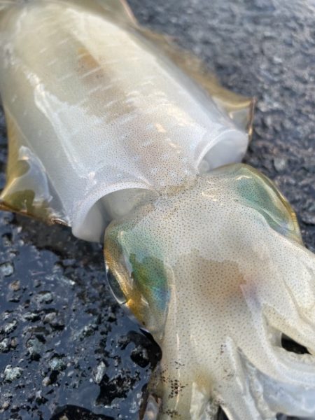 2025 佐渡ヶ島エギング Vol.21【9月30日】