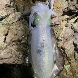 2025 佐渡ヶ島エギング Vol.22【10月1日】