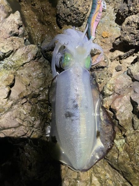 2025 佐渡ヶ島エギング Vol.22【10月1日】