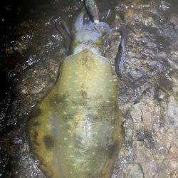 2025 佐渡ヶ島エギング Vol.24【10月4日】