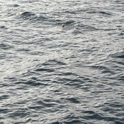 2025 佐渡ヶ島エギング Vol.30【10月15日】