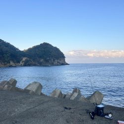 久しぶりのアジ