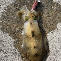 2025 佐渡ヶ島エギング Vol.39【10月25日】