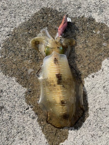 2025 佐渡ヶ島エギング Vol.39【10月25日】