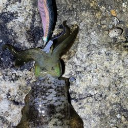 今年初エギング