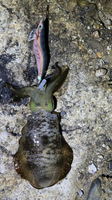 今年初エギング