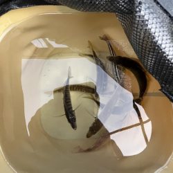 久しぶりのウリボウ