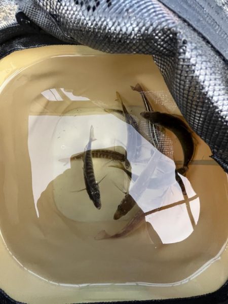 久しぶりのウリボウ